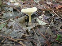 Clitocybe gibba image