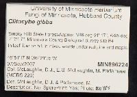 Clitocybe gibba image