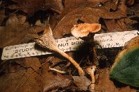 Clitocybe gibba image