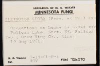 Clitocybe gibba image