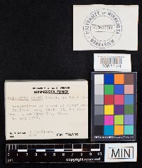 Clitocybe gibba image