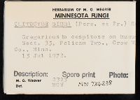 Clitocybe gibba image