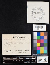 Clitocybe gibba image