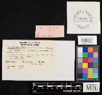 Clitocybe gibba image