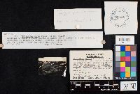 Clitocybe gibba image