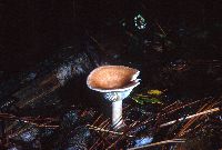 Clitocybe gibba image