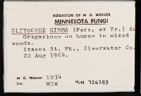 Clitocybe gibba image