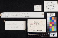 Clitocybe gibba image