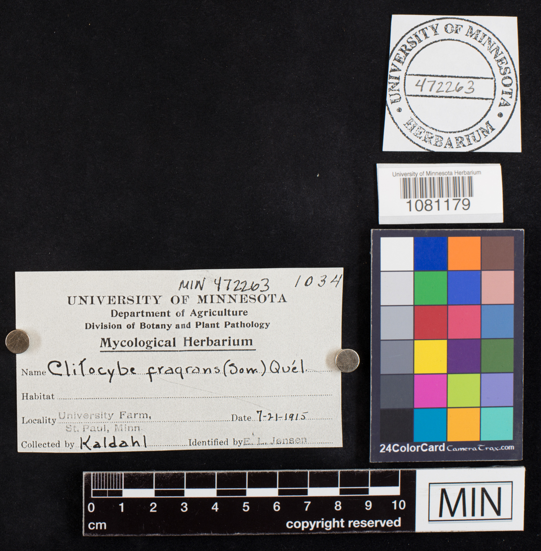 Clitocybe fragrans image