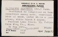 Clitocybe diatreta image