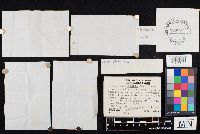 Clitocybe diatreta image