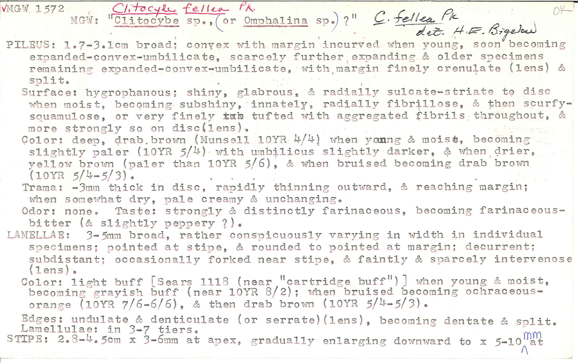 Clitocybe fellea image