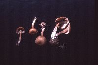 Clitocybe fellea image