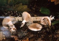 Clitocybe harperi image