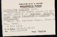 Clitocybe harperi image