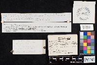 Clitocybe harperi image