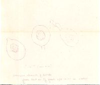 Clitocybe hydrogramma image