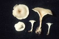 Clitocybe hydrogramma image