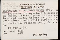 Clitocybe hydrogramma image