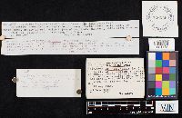 Clitocybe hydrogramma image