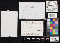 Clitocybe gibba image