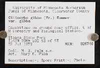 Clitocybe gibba image