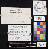 Clitocybe gibba image