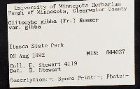 Clitocybe gibba image