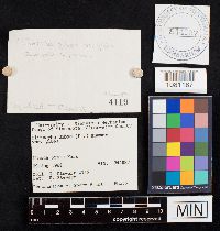 Clitocybe gibba image