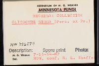 Clitocybe gibba image