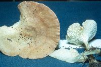 Clitocybe gibba image