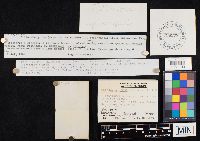 Clitocybe gibba image