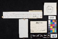 Clitocybe gibba image