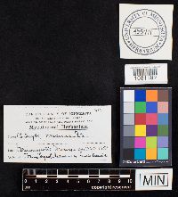 Media resource of Clitocybe maxima