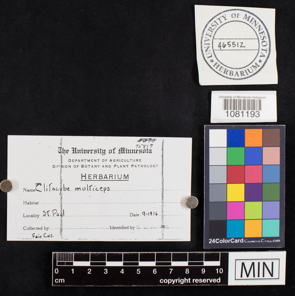 Clitocybe multiceps image