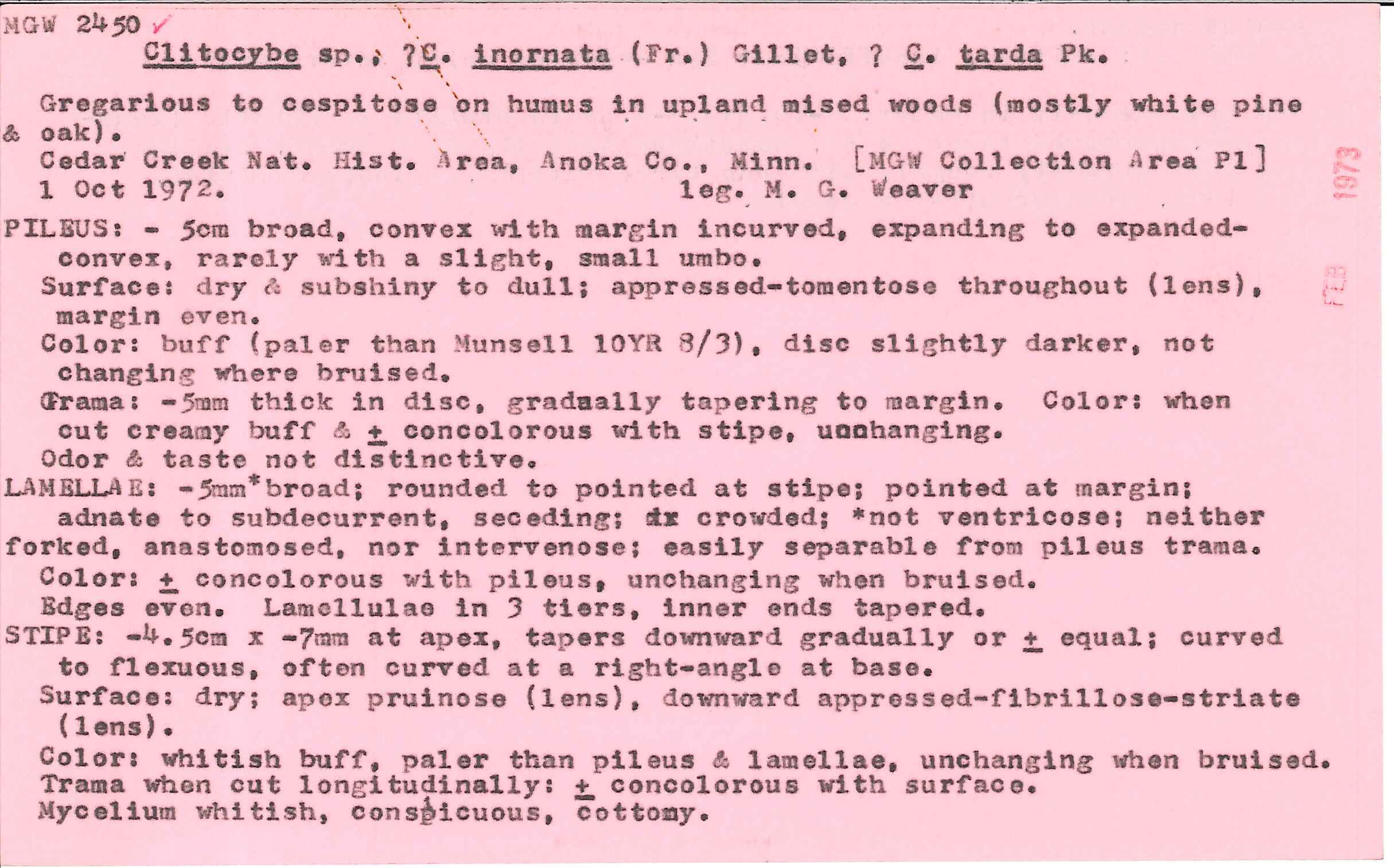 Clitocybe inornata image