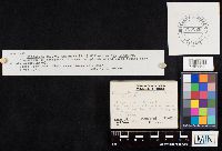 Clitocybe inornata image