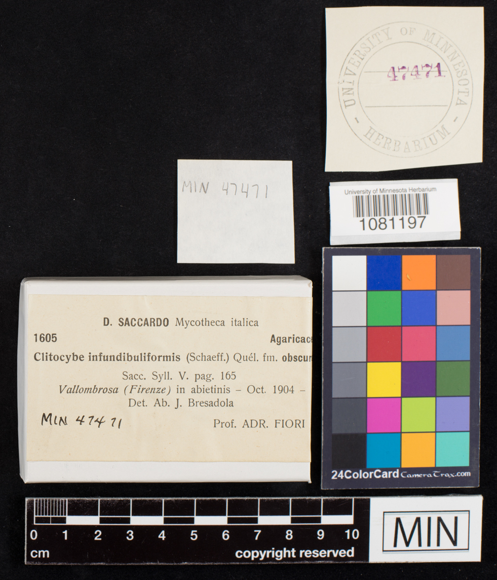 Clitocybe infundibuliformis image