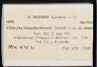 Clitocybe infundibuliformis image