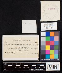 Image Associated With the Occurrence