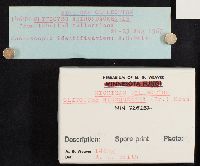 Clitocybe hydrogramma image