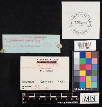 Clitocybe hydrogramma image