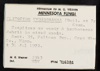 Clitocybe hydrogramma image