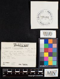 Clitocybe hydrogramma image