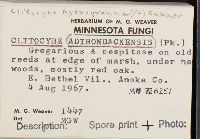 Clitocybe hydrogramma image