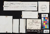 Clitocybe hydrogramma image