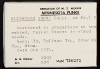 Clitocybe odora image