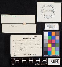 Clitocybe odora image