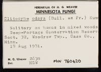 Clitocybe odora image