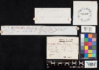 Clitocybe odora image